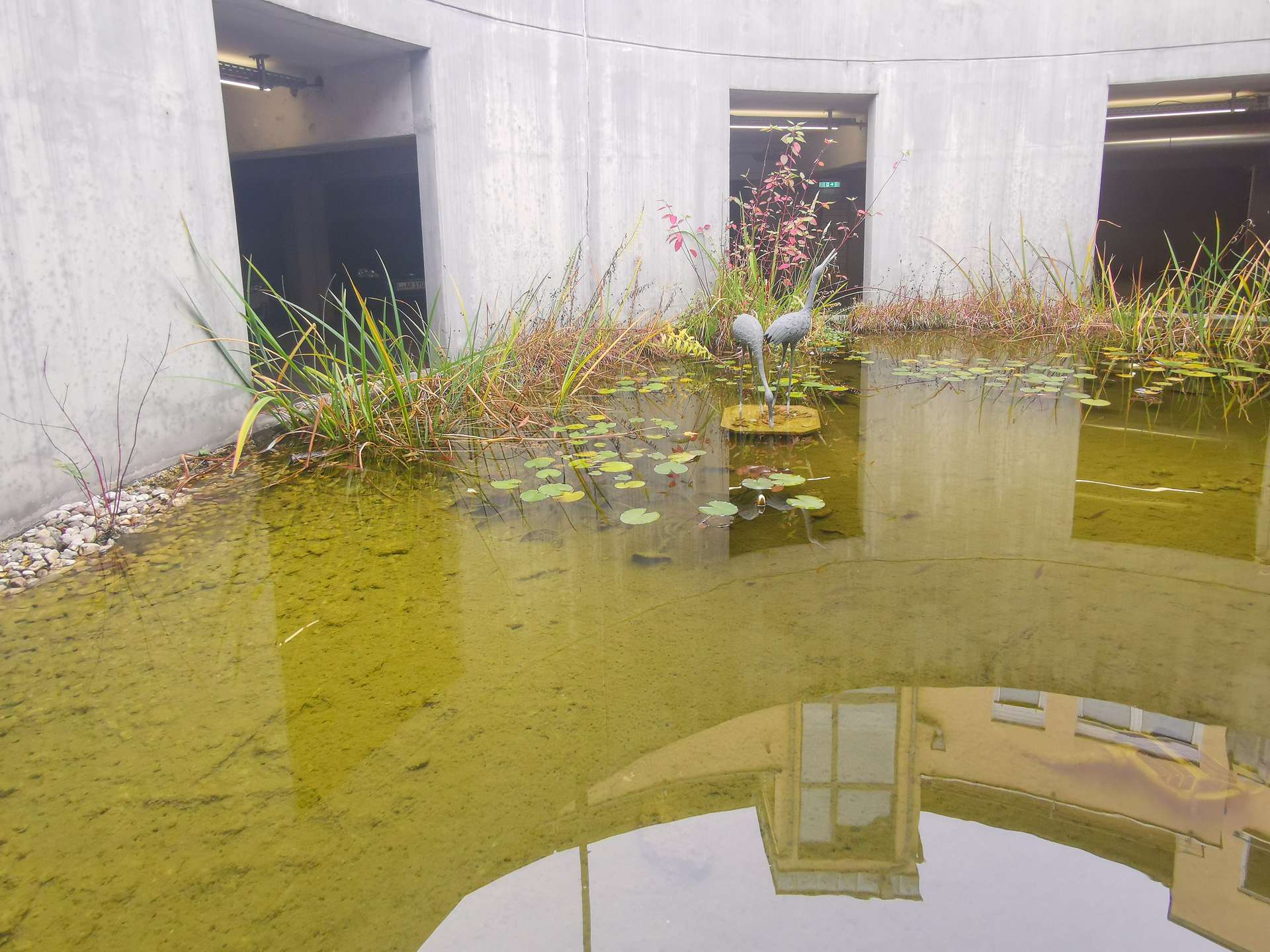 Concrete courtyard with a small pond, lilypads, tall grasses, and two blue heron statues on a pedestal, with building walls and a reflection in the water.