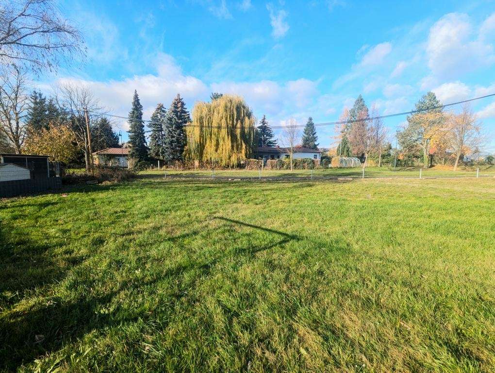 Sunny, open grassy yard with trees in the background and a clear blue sky; a few houses and fences visible in the distance.