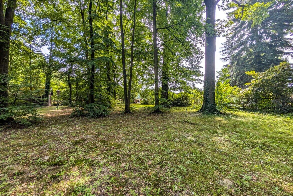 Shady park scene with tall trees, dappled sunlight, and a leaf-covered grassy clearing.