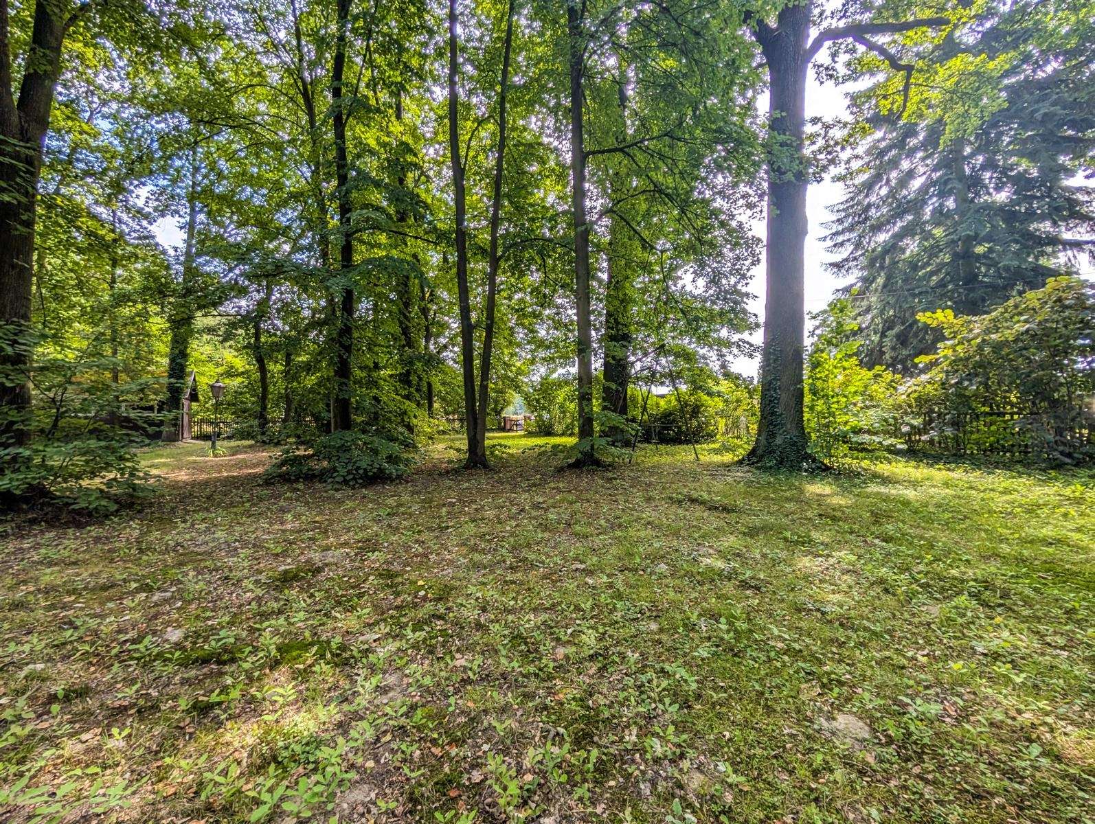 Shady park scene with tall trees, dappled sunlight, and a leaf-covered grassy clearing.