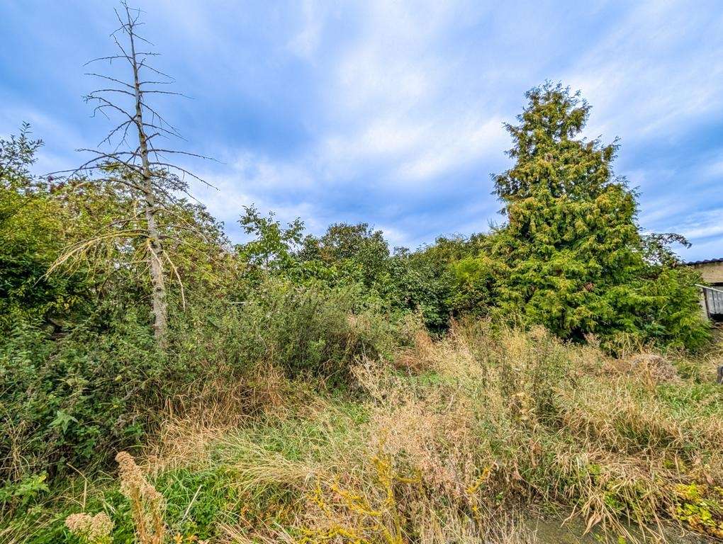 Overgrown yard with tall dry grasses, bushes, and several trees under a blue sky.