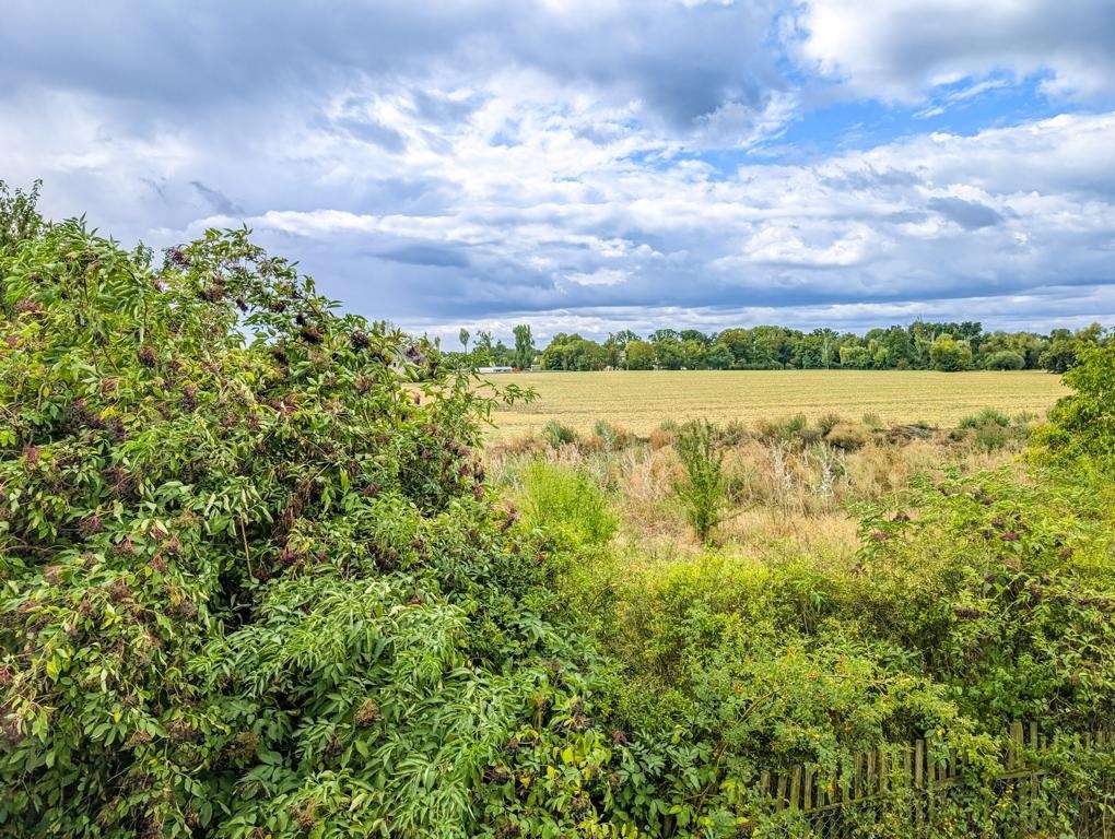 Dense green shrubs in the foreground overlook a golden field under a cloudy blue sky, with a distant tree line on the horizon.
