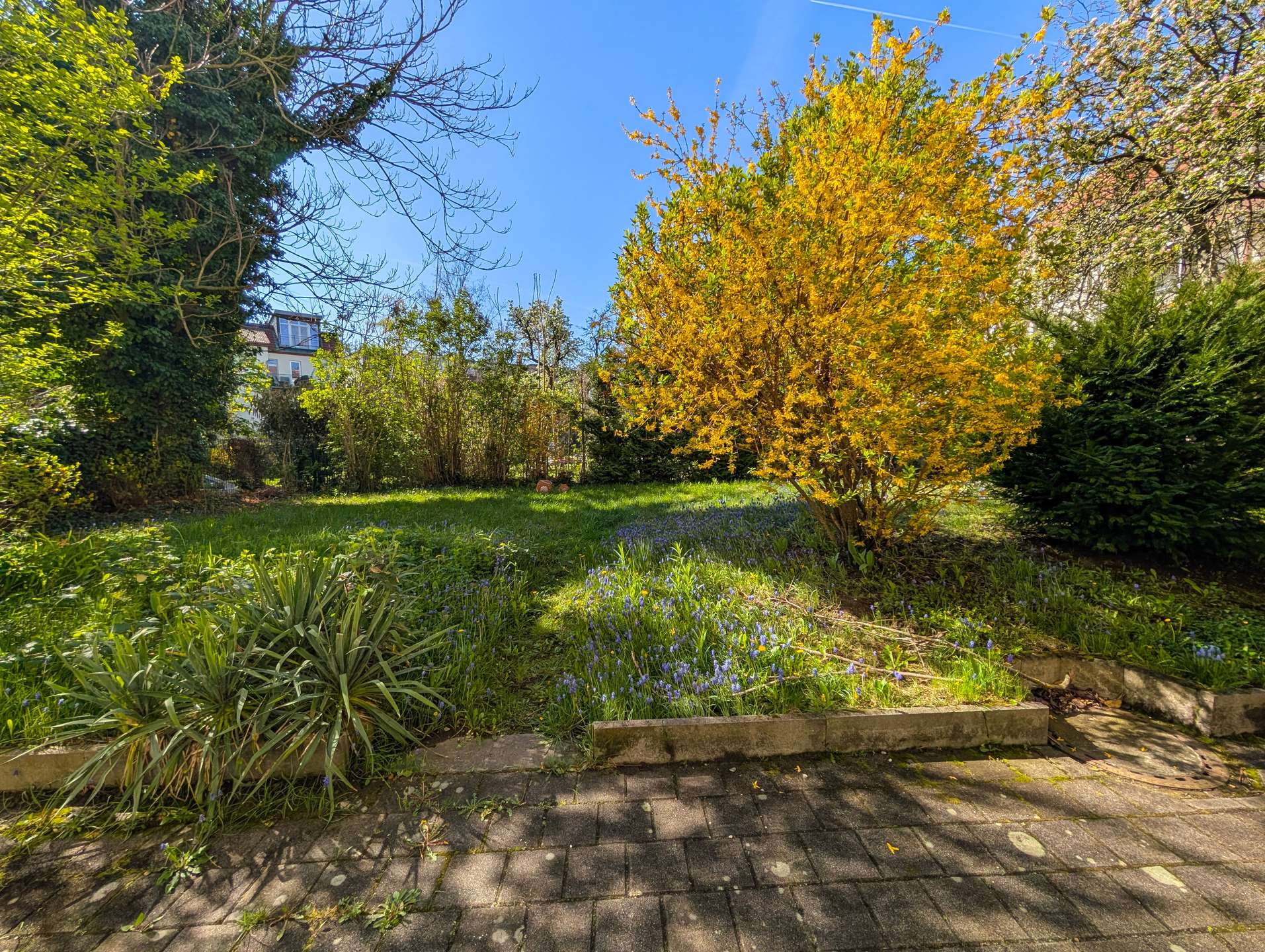 A sunlit garden with blue flowers, green shrubs, and a bright yellow-leaved tree beside a paved walkway.