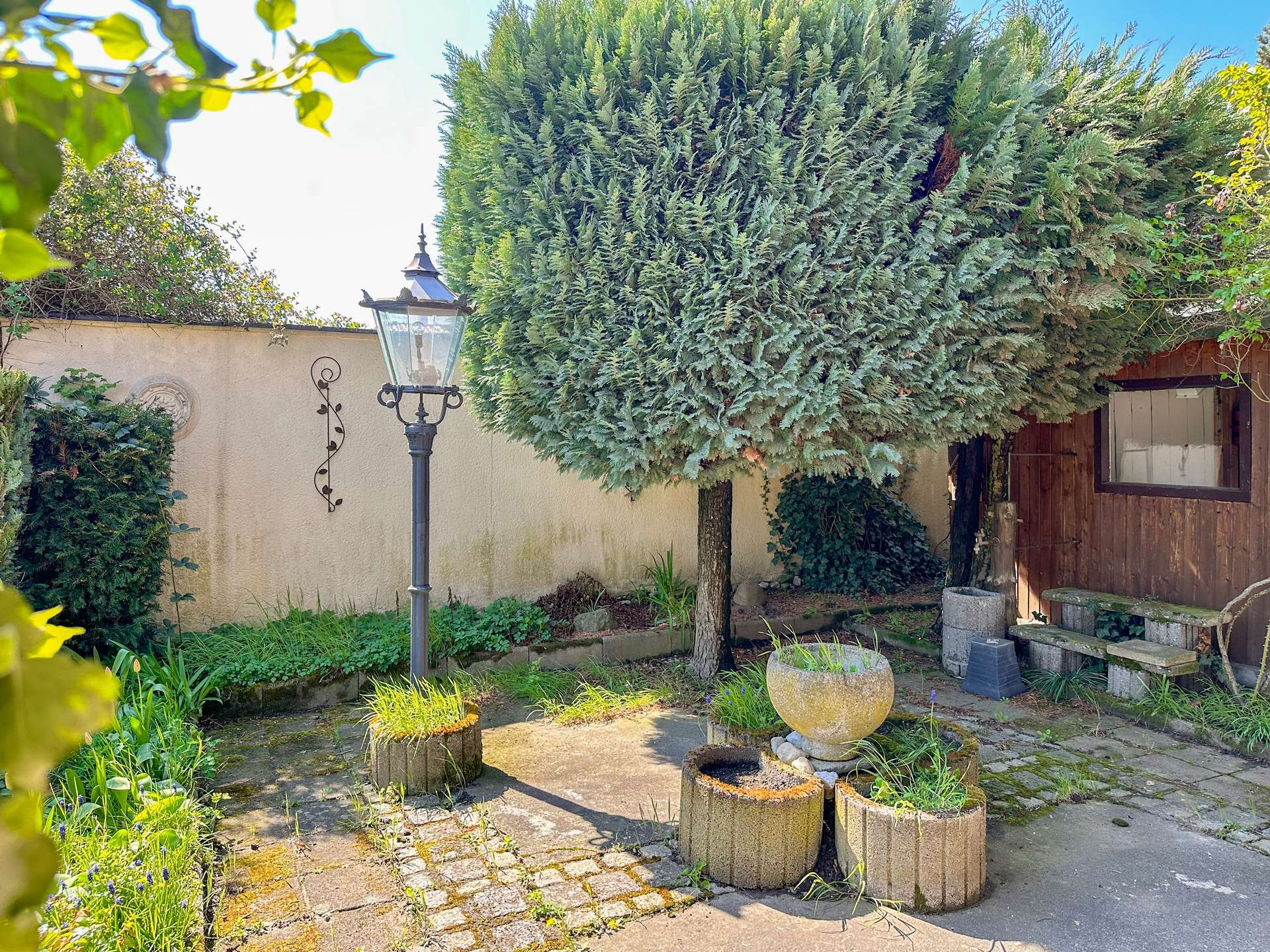 Tall evergreen tree overhanging a paved courtyard with a vintage lamp post and circular planters filled with soil and plants nearby, against a stucco wall and wooden shed in the background.