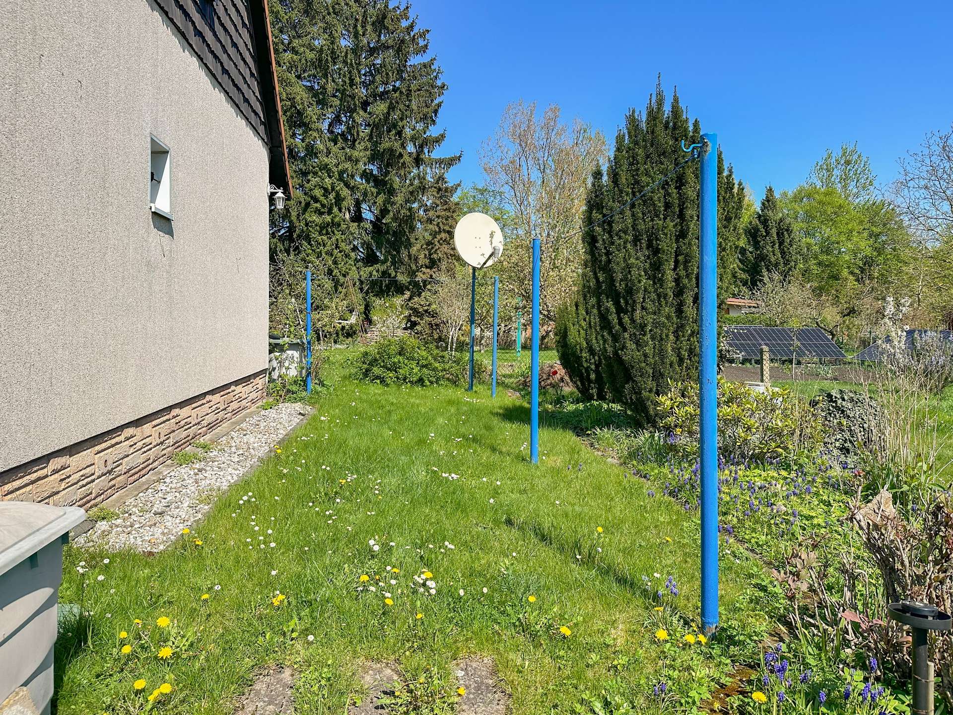 Side of a beige house with a small window, a green lawn dotted with yellow dandelions, and blue vertical posts forming a clothesline in a sunny backyard; a satellite dish is visible among trees in the background.
