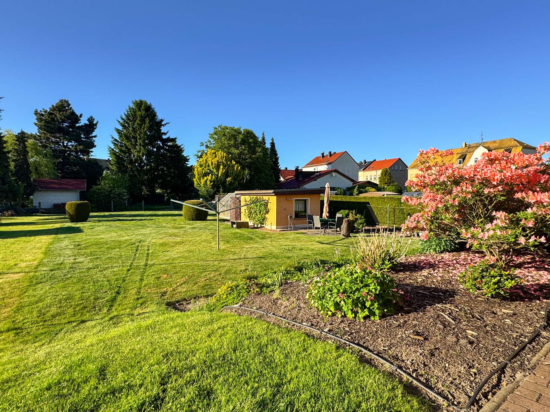 Sunny suburban backyard with a green lawn, pink flowering bush on the right, and outdoor seating near a yellow shed; houses in the background under a blue sky.