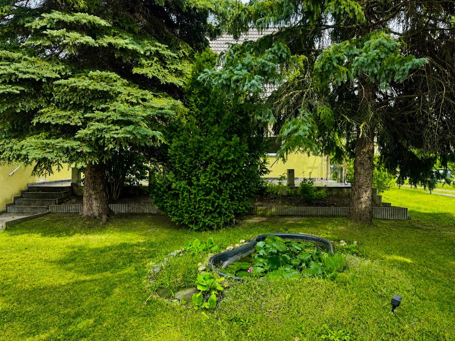 Grassy yard with two large evergreen trees and a circular lily-filled pond in the foreground, yellow building visible in the background.