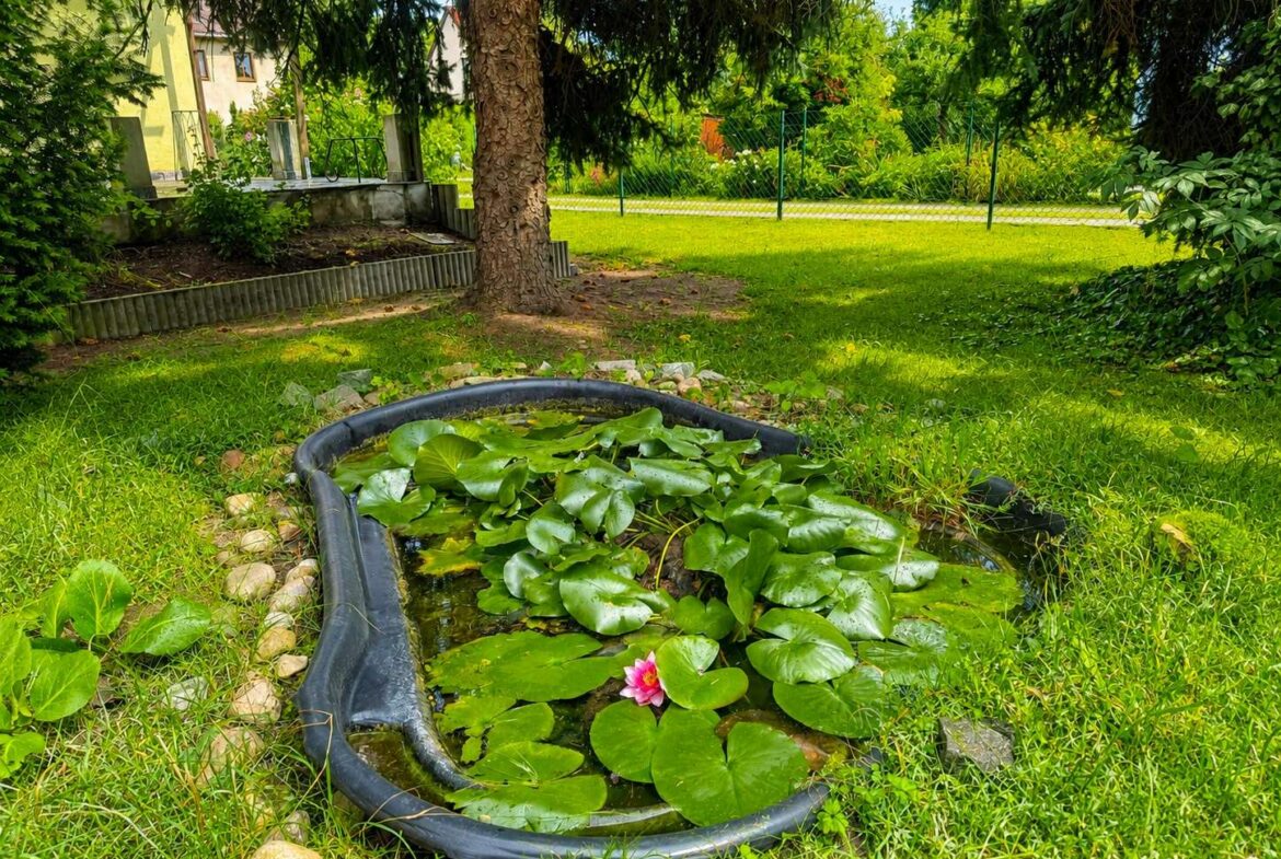 Oval black plastic pond in a sunny garden, covered with lily pads and a pink water lily bloom, surrounded by green grass and trees.