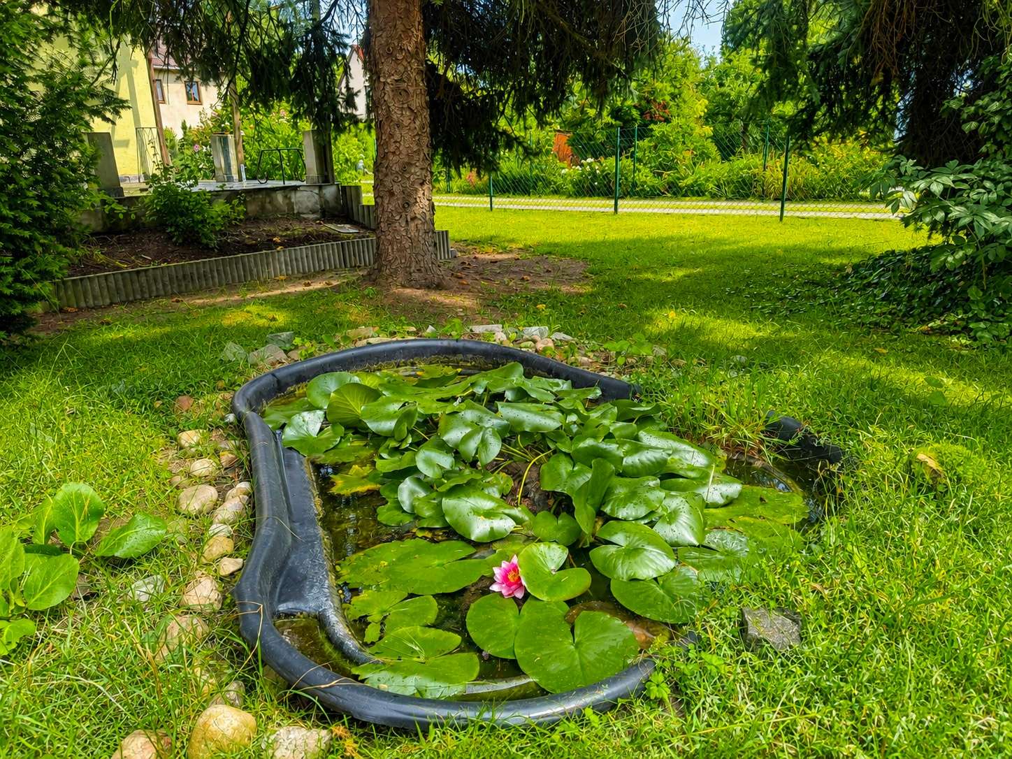 Oval black plastic pond in a sunny garden, covered with lily pads and a pink water lily bloom, surrounded by green grass and trees.