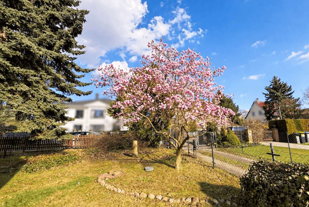 Suburban yard with a pink flowering tree in bloom, evergreen trees on the left, and a clear blue sky behind a fence.