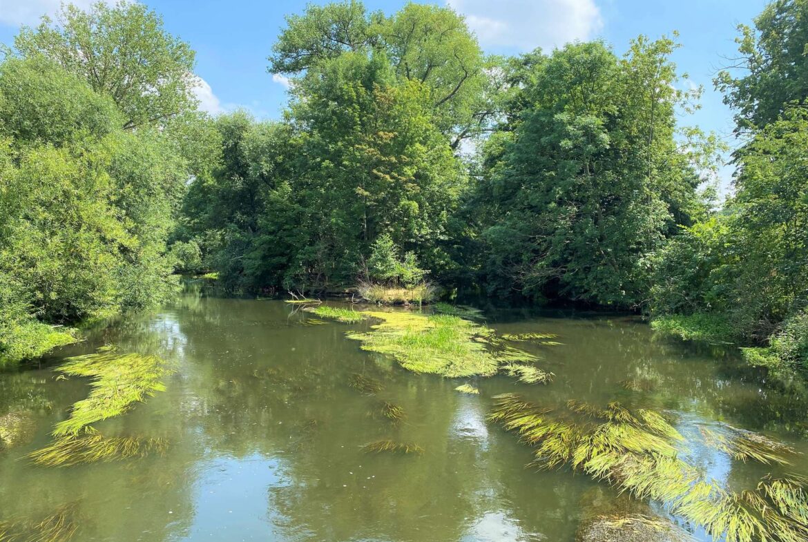 Calm river lined with dense green trees under a bright blue sky with floating aquatic plants on the water surface.