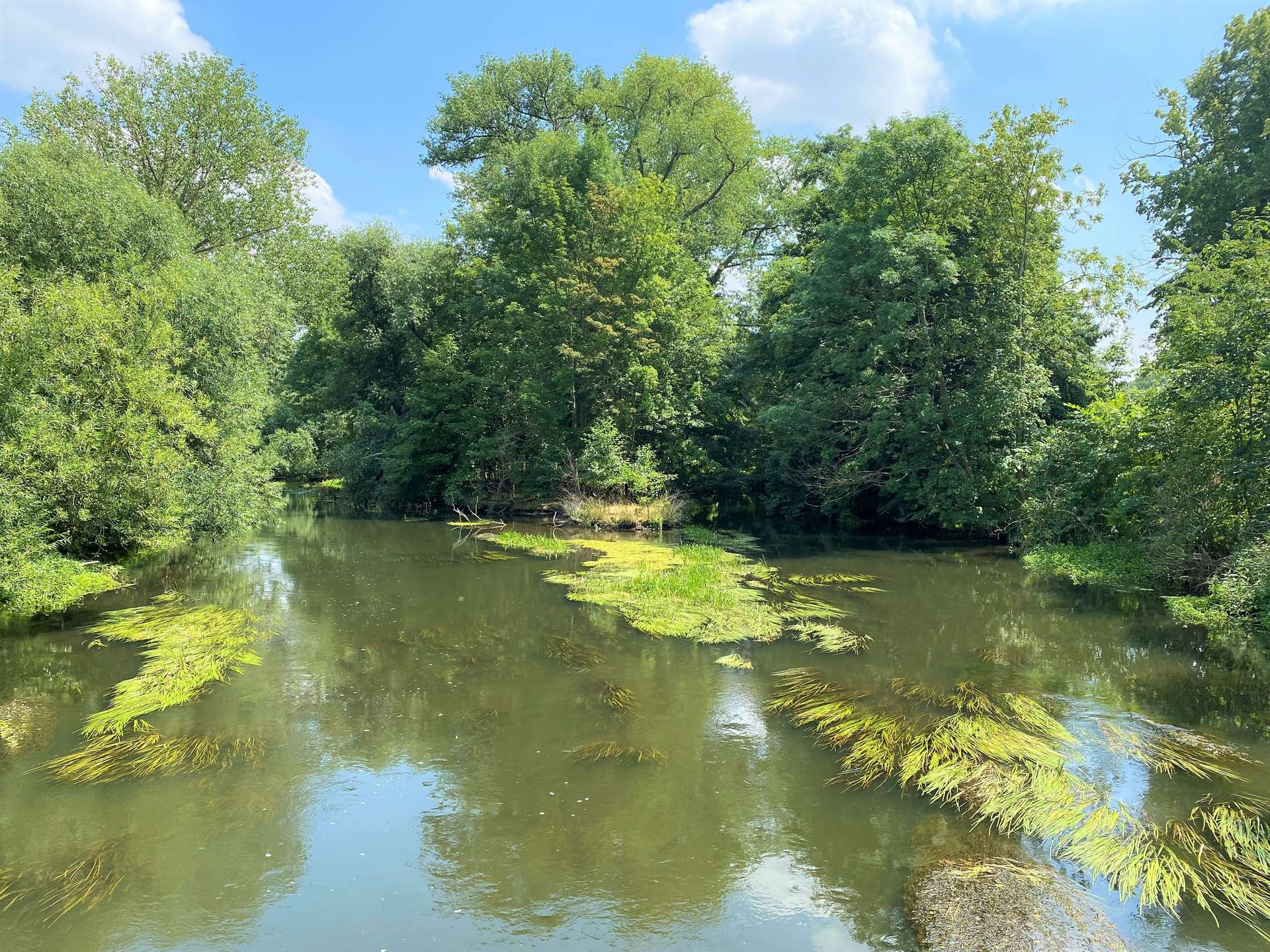 Calm river lined with dense green trees under a bright blue sky with floating aquatic plants on the water surface.