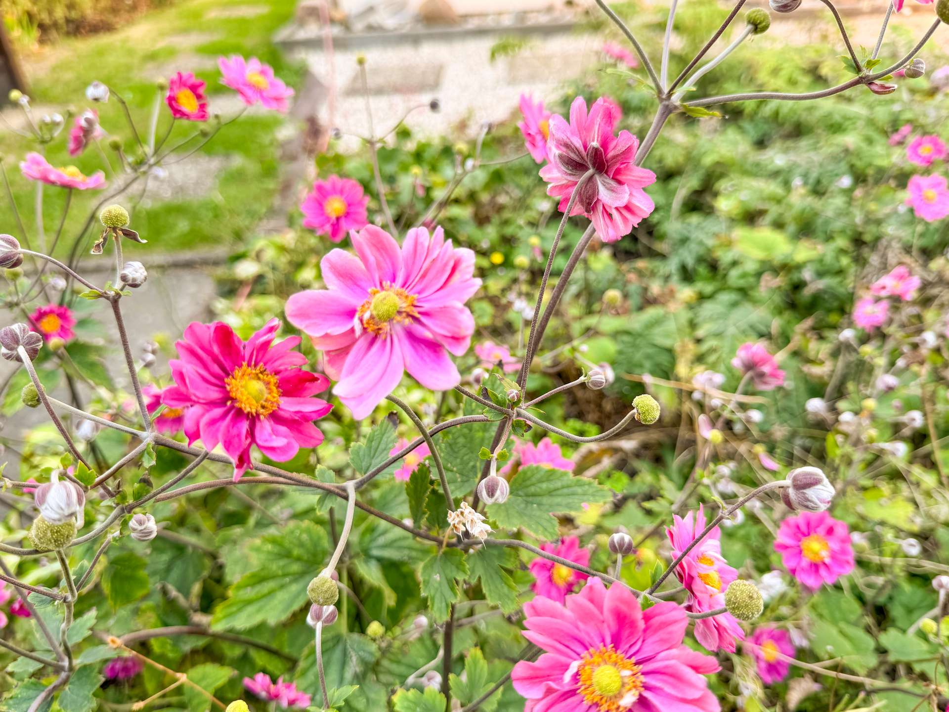 Garten